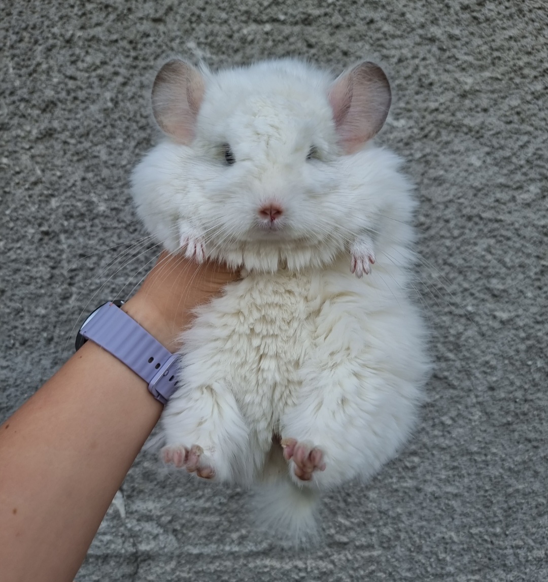 Chinchillas angora, short hair, curly 